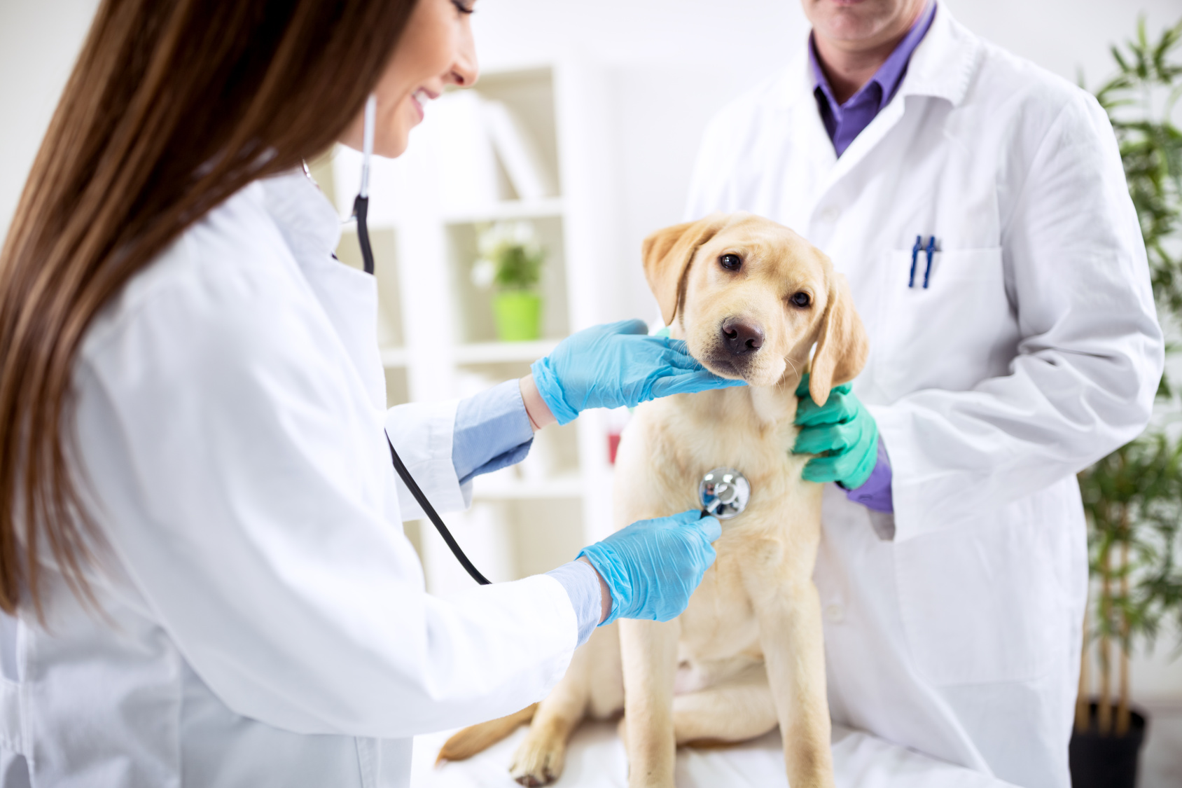 How to Find Low Cost Vet Care in Your Area - FindABusinessThat.com