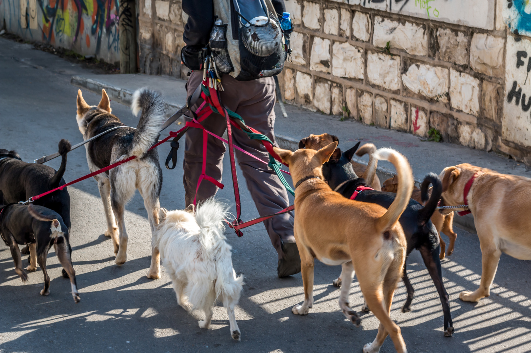 How to Find the Right Dog Walker For Your Pet