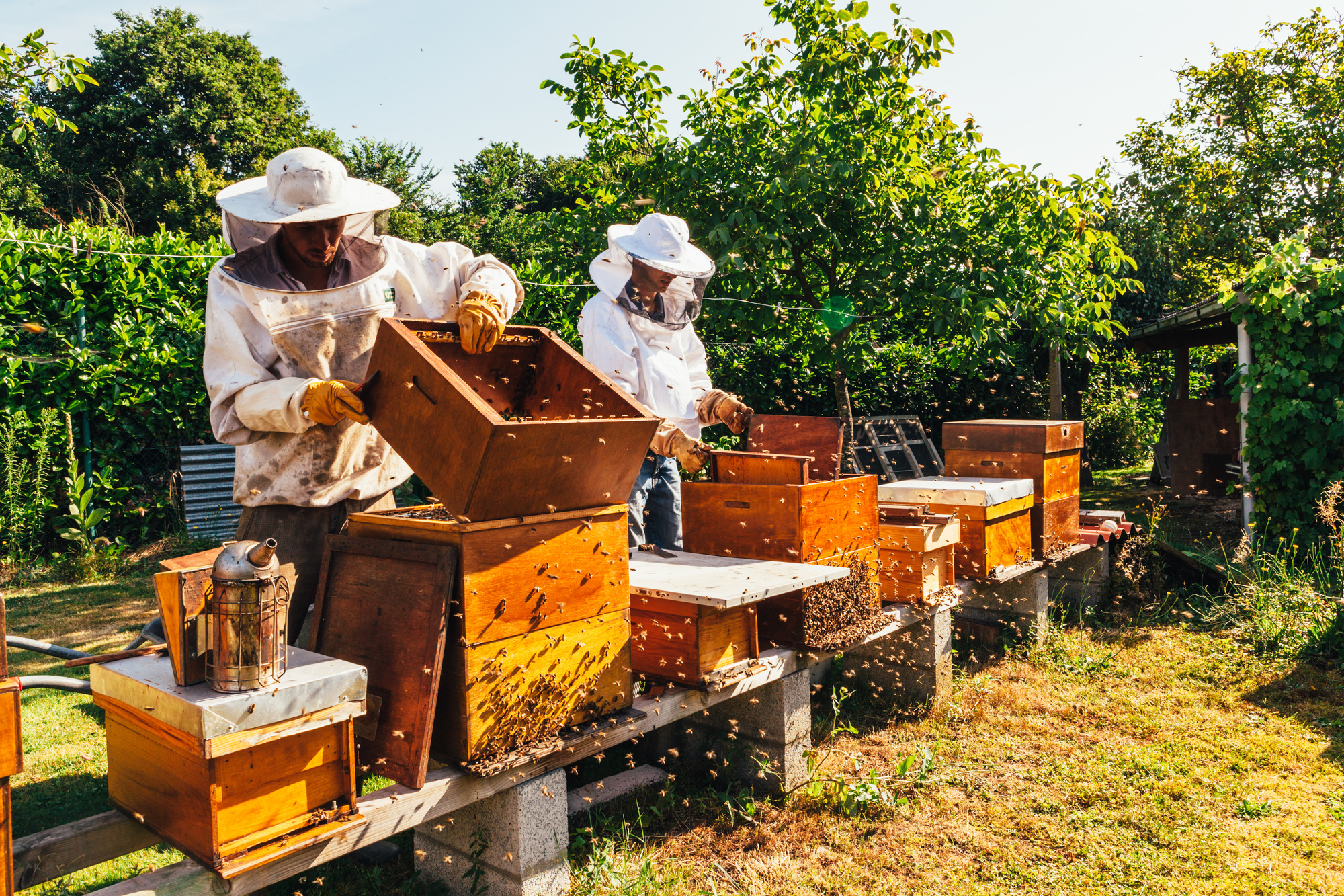 Get Business Buzzing How To Start A Bee Farm