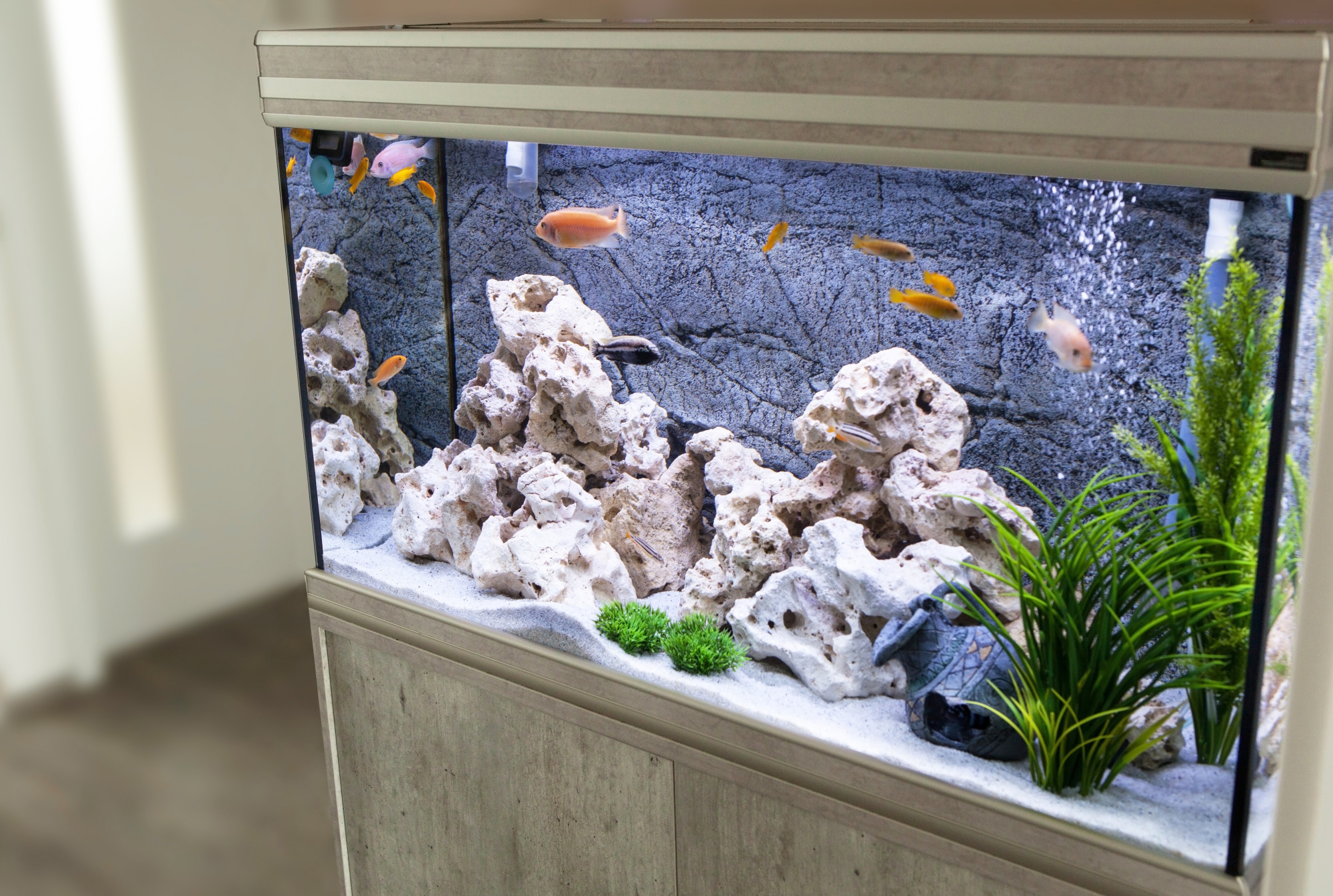 fish tank in home